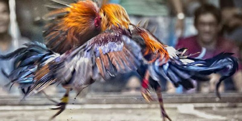 Ưu điểm vượt trội khi cá cược đá gà gemwin Trực tuyến