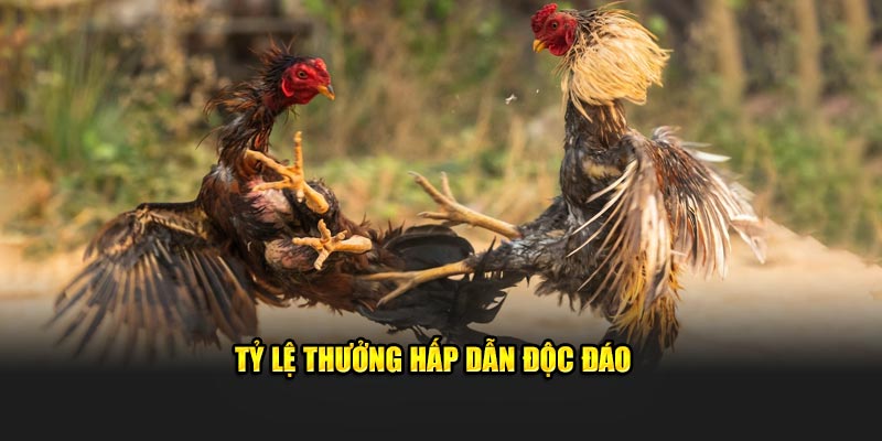 ty-le-thuong-hap-dan-doc-dao-